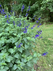 Salvia urticifolia