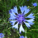 Cornflower - Photo (c) Udo Schmidt, some rights reserved (CC BY-SA)