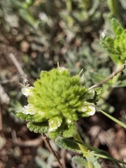 Teucrium aureum