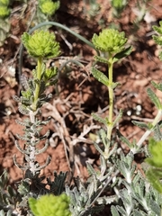 Teucrium aureum