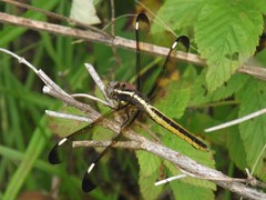 Libellula cyanea