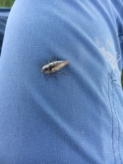 Chrysochroinae