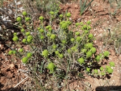 Teucrium aureum