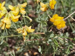 Coronilla minima