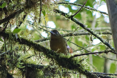 Chlorothraupis stolzmanni