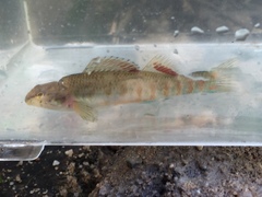 Etheostoma tallapoosae