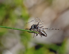 Oxyopes ramosus
