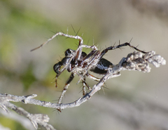 Oxyopes ramosus