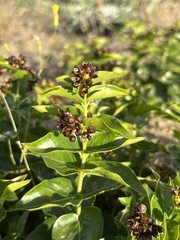 Vincetoxicum funebre