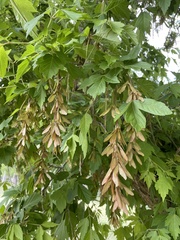 Acer negundo