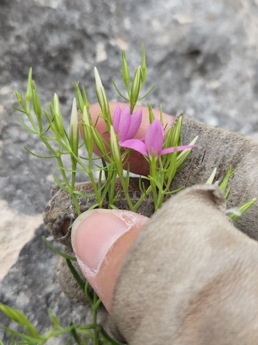 Image of Zeltnera calycosa by (c) Jo Roberts, some rights reserved (CC BY)