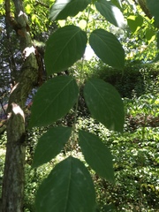 Aralia spinosa