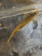 Etheostoma tallapoosae