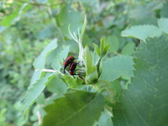 Merhynchites wickhami