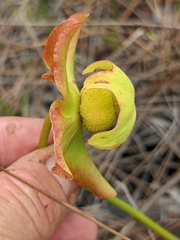 Sarracenia minor var. minor image