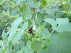 Merhynchites wickhami