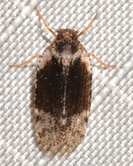 Cixius apicalis