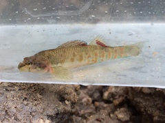 Etheostoma tallapoosae