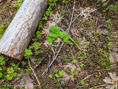 Ribes viscosissimum
