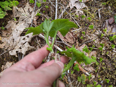 Ribes viscosissimum