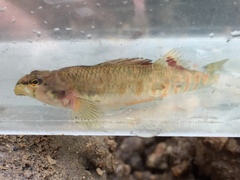 Etheostoma tallapoosae
