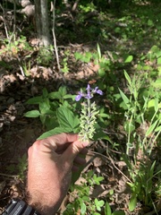 Salvia urticifolia