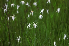 Rhynchospora latifolia