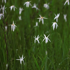 Rhynchospora latifolia