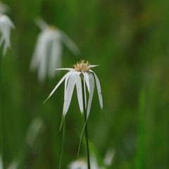 Rhynchospora latifolia