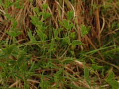 Baptisia australis aberrans