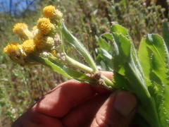 Senecio astephanus