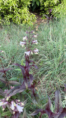 Penstemon digitalis
