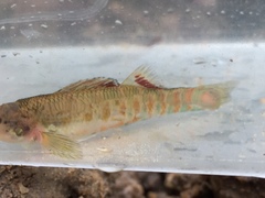 Etheostoma tallapoosae