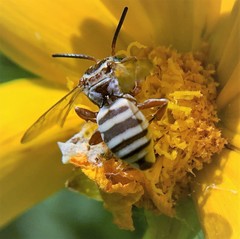 Triepeolus subnitens