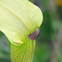 Argyrostrotis