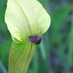 Argyrostrotis