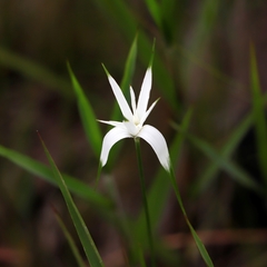 Rhynchospora latifolia
