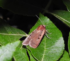 Parabagrotis