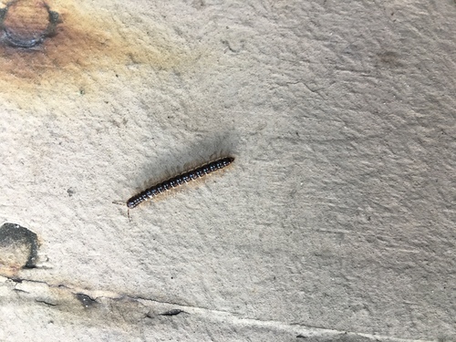 Long-flange Millipede photo 6