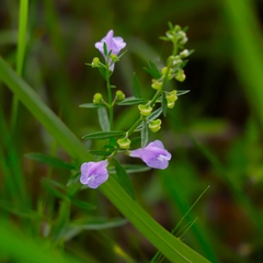 Scutellaria integrifolia
