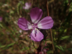 Clarkia lewisii
