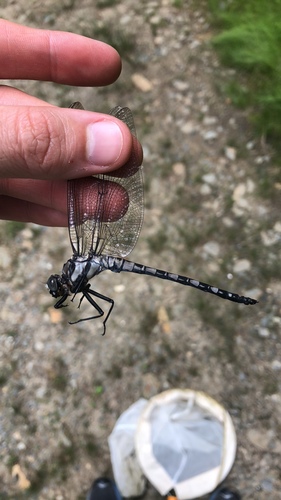 Tachopteryx thoreyi