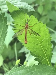 Tanyptera