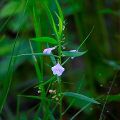 Scutellaria integrifolia