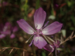 Clarkia lewisii