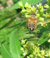 Apis mellifera