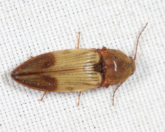 Stropenron hamata