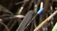 Argia alberta