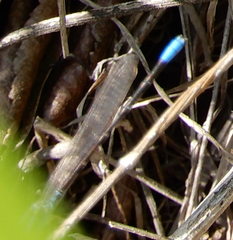 Argia alberta