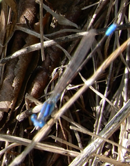 Argia alberta